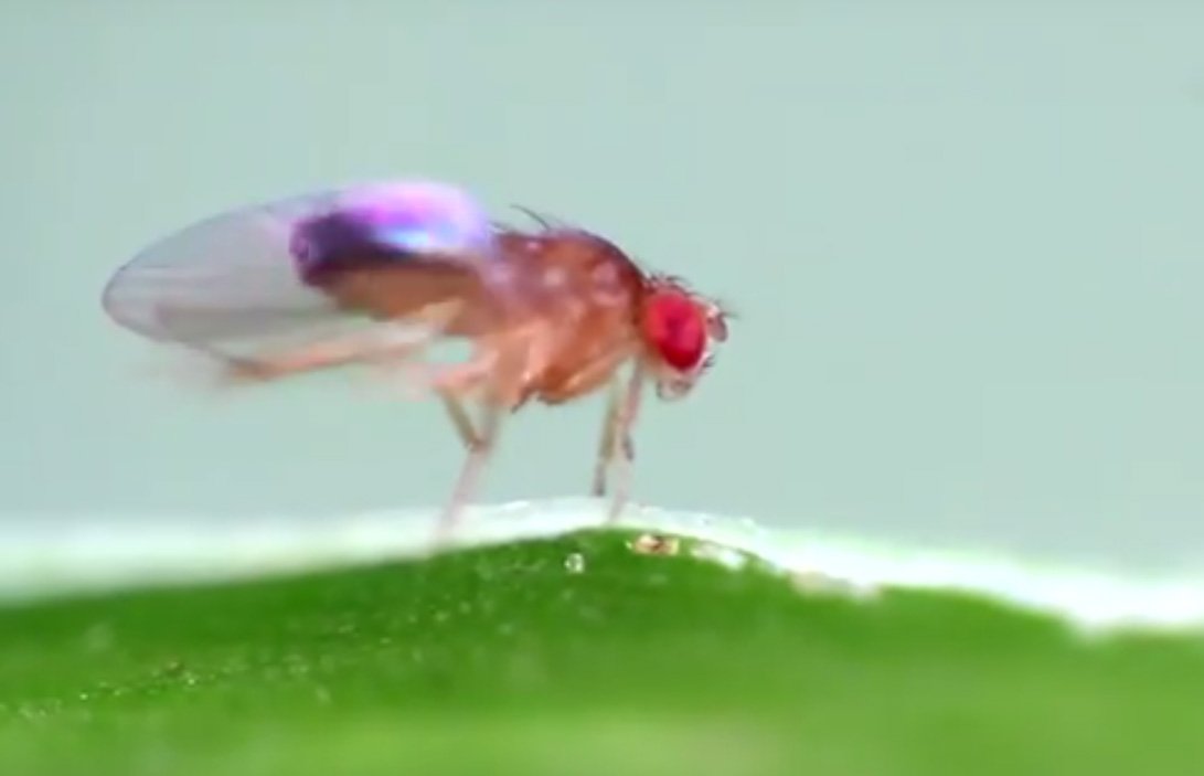 unifr's tweet photo. So romantisch ihr Name, so störend ist für gewöhnlich ihre  Anwesenheit: Die gemeine Fruchtfliege, auch Drosophila genannt. Beliebt  ist die Tau (drosos) liebende (phila) Fliege nur in der Wissenschaft. #AlmaGeorges https://t.co/y0VWmkgMFQ #Unifr #FRhappy https://t.co/X9MfbH3v29