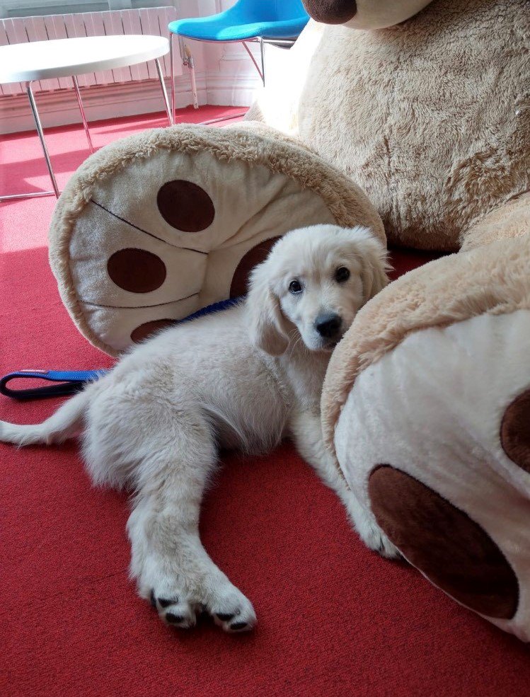 Brightworkltd's tweet image. We had a special new member of the team in the office today. 

Meet Hamish 🐶🐾

He’s our new Head of Barking. 

#dogatwork #brightwork #hamish #dog #office