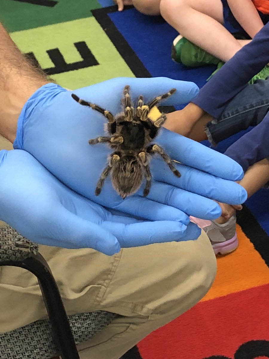MacLeodCarlyCam's tweet photo. We’re “Bugging Out “🐛🦋 in second grade at Frenchtown! #secondgrade #insectunit @mecrudale @lisahughes196 @VictorMercurio https://t.co/1SBj8eeePm