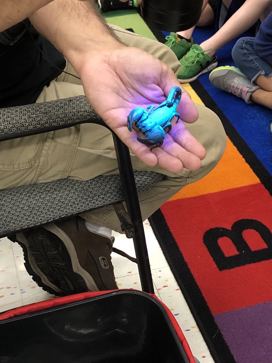 MacLeodCarlyCam's tweet photo. We’re “Bugging Out “🐛🦋 in second grade at Frenchtown! #secondgrade #insectunit @mecrudale @lisahughes196 @VictorMercurio https://t.co/1SBj8eeePm