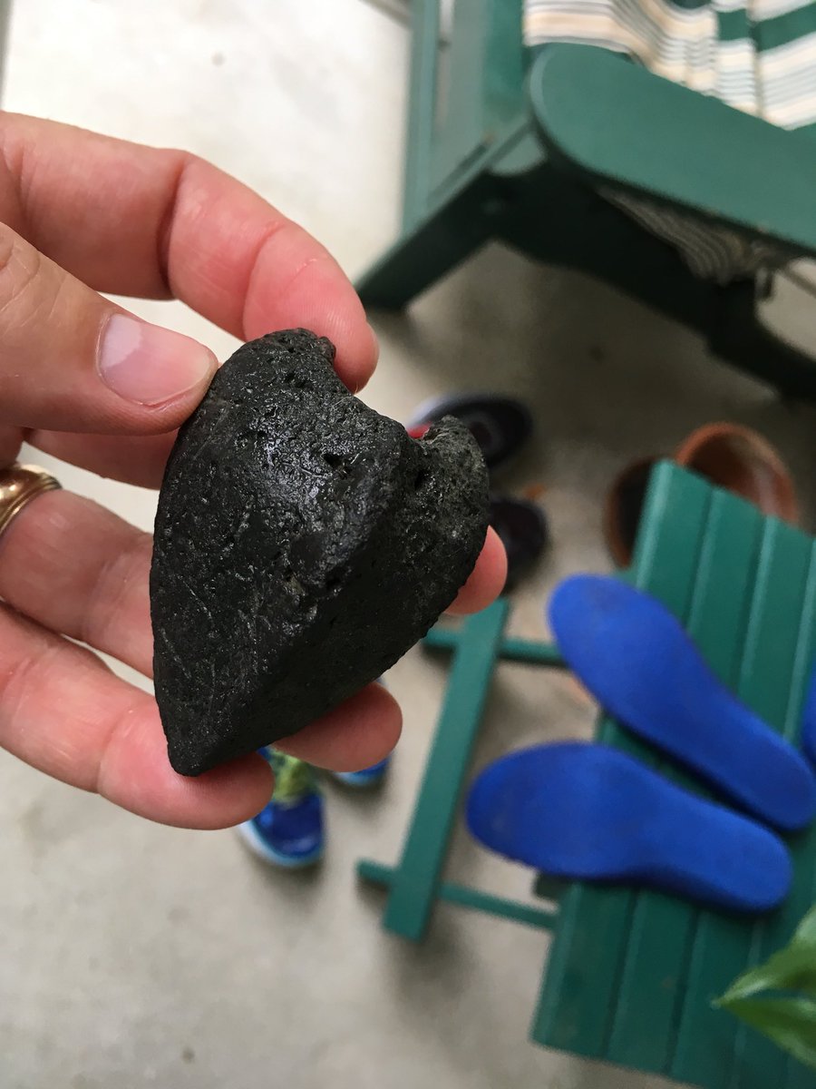 GDuckworthSC's tweet image. Chilly, driving rains out on our beach run this morning! 🌊🌧💧💦 We found a nice #TurtleHead specimen.