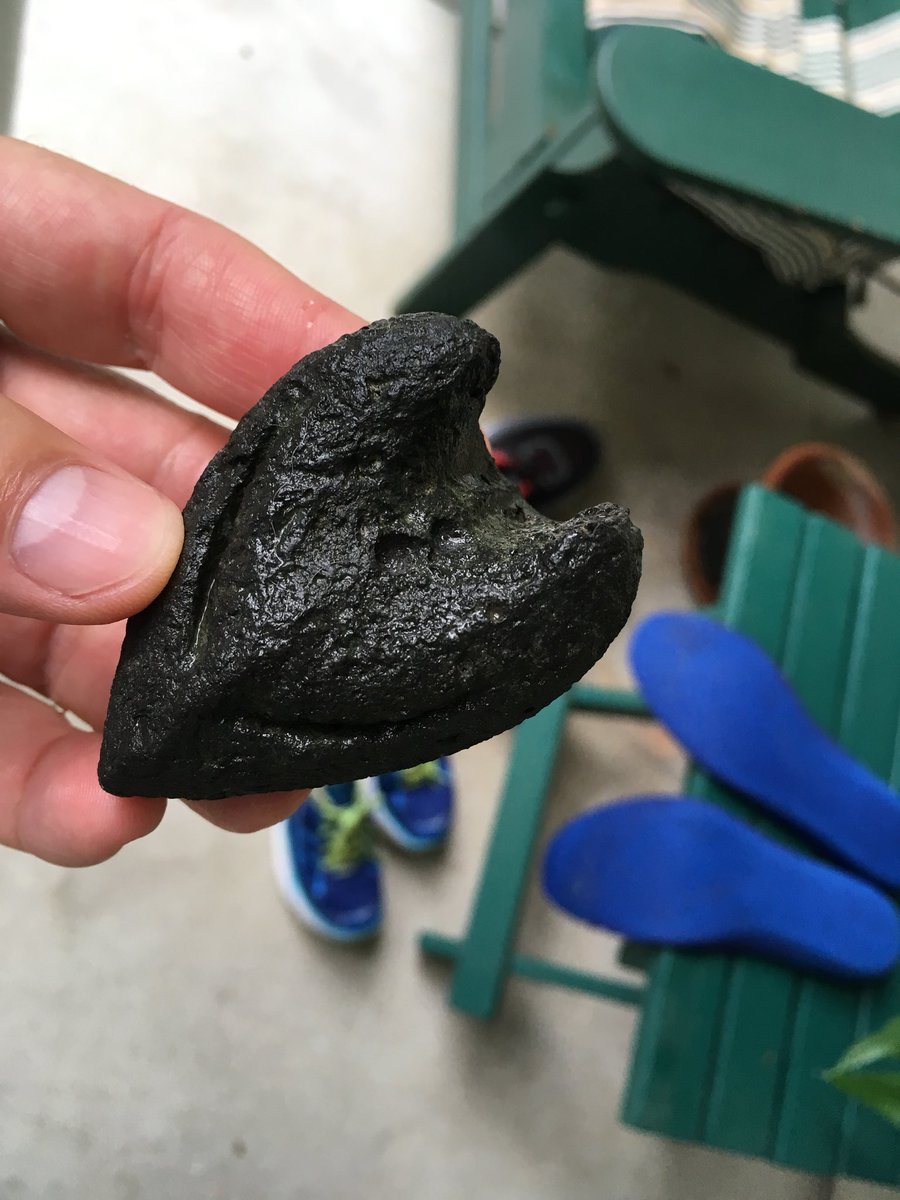 GDuckworthSC's tweet image. Chilly, driving rains out on our beach run this morning! 🌊🌧💧💦 We found a nice #TurtleHead specimen.