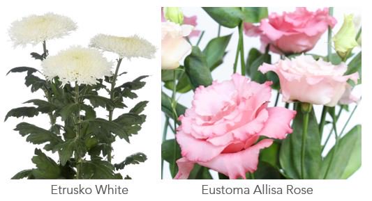 Decorumcompany's tweet photo. Trots! Twee Decorum bloemenleden zijn genomineerd voor de Dutch Tulip Award: @arcadiachrysant met de prachtige Etrusko White en ons nieuwste lid @Montana_Lisi met de Eustoma Allisa Rose. 
Breng vóór 25 mei je stem uit via: https://t.co/2j9thhiaCy https://t.co/H7aQVFDS7t