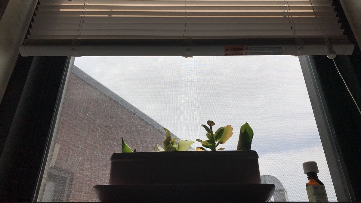 iGotRiceee's tweet photo. Do y’all talk or sing to your plants too? #workplants #plantmom https://t.co/2BWsQg6ZaP