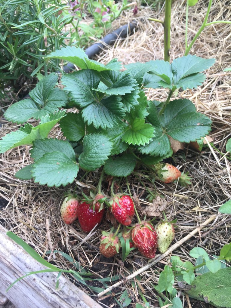 BClasseterza's tweet photo. Finalmente #ilnostroorto 🌱ha dato i suoi #frutti e noi #celimangiamo😛. #chebontà 😋#fragole 🍓 #fioridizucca💛 #ortosinergico  #graziemammaLucia ☺️#scuolafamiglia #3b #bimbibelli #bambinifelici ❤️ https://t.co/hgTyOe9mEQ