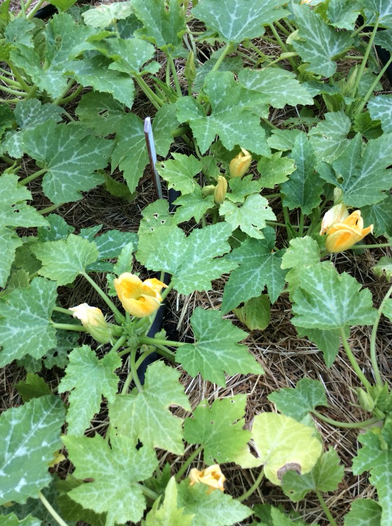 BClasseterza's tweet photo. Finalmente #ilnostroorto 🌱ha dato i suoi #frutti e noi #celimangiamo😛. #chebontà 😋#fragole 🍓 #fioridizucca💛 #ortosinergico  #graziemammaLucia ☺️#scuolafamiglia #3b #bimbibelli #bambinifelici ❤️ https://t.co/hgTyOe9mEQ