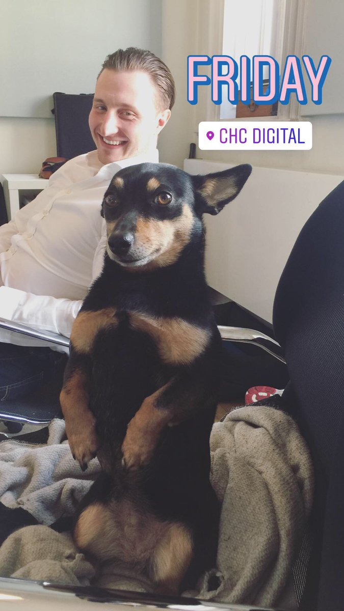 Happy Friday - from Juno, the office dog!