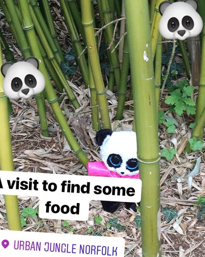 PandaPru's tweet photo. Dinner time at the @UrbanJungleNS with Sue
#apandacalledpru #prupanda #instapanda #apandaslife #prufect #pandapic #firstclass
#panda #Pru #pandaadventures #pandaontour #travellingpanda #travelblogger #travelblog #adventure #roadtrip #travel #pandastyle #urbanjungle #bamboo https://t.co/3M397OTFfr