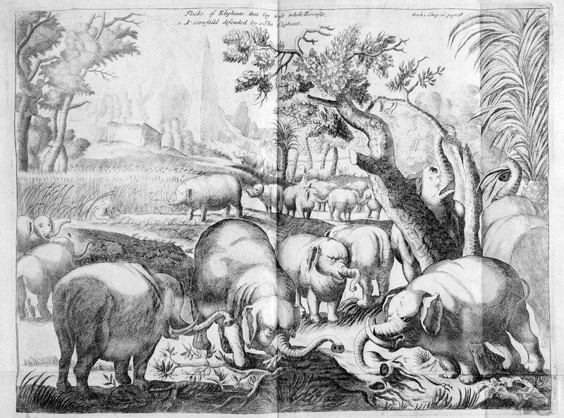 SOAS_SpecColl's tweet photo. So sad that this hashtag is even a thing... But on #EndangeredSpeciesDay here's a favourite image from our #rarebooks collection. Job Ludolphus's New History of Ethiopia, published in 1681 #SOASArchives #RareBooks #RareBreeds #flocksofelephants https://t.co/0WY7GqpsdL