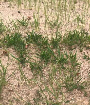 ICL_Turf's tweet photo. Primo Maxx II applied at 2L/Ha with 15kg Sportsmaster High N to fraize mown pitch to hold back remaining ryegrass sward. The result is less competition for seedlings allowing grounds staff to give more time for establishment before having to cut the pitch. https://t.co/4TkqSAi5vy