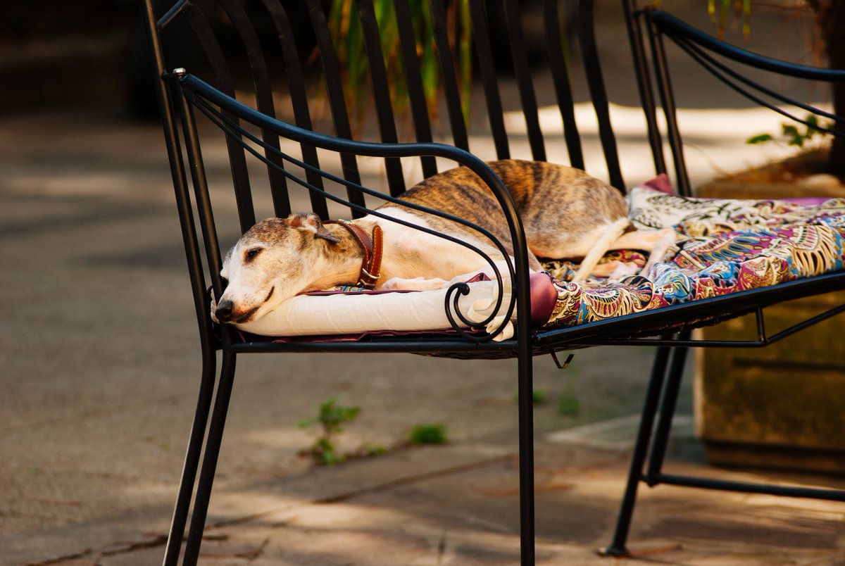 snapandfeed's tweet photo. Weekend mood: 
#Dogs #HappyWeekend https://t.co/3DusRC3THP