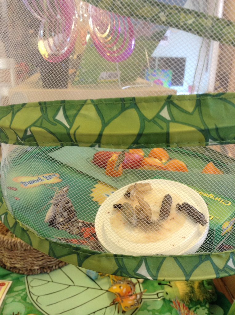 BHPSYearR's tweet photo. Our caterpillars have turned into butterflies! https://t.co/kWsIngFE3X