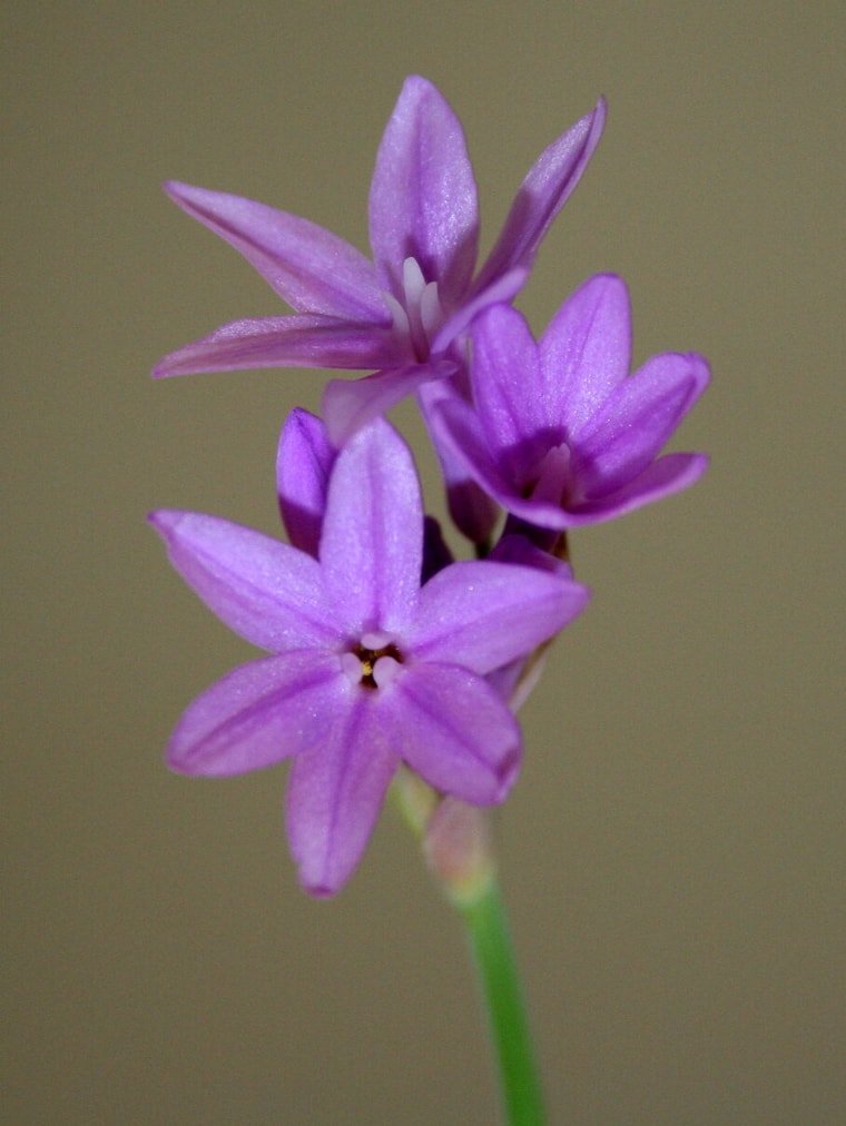 ParlarRadiOfi's tweet photo. Hoy en #RefreshConYediht @Yediht hablamos de #PlantasParaViajar por el mundo por https://t.co/NW81LZgoNP
#AjoDeLaSociedad Tulbaghia Violacea. https://t.co/jPQx5SP9KL