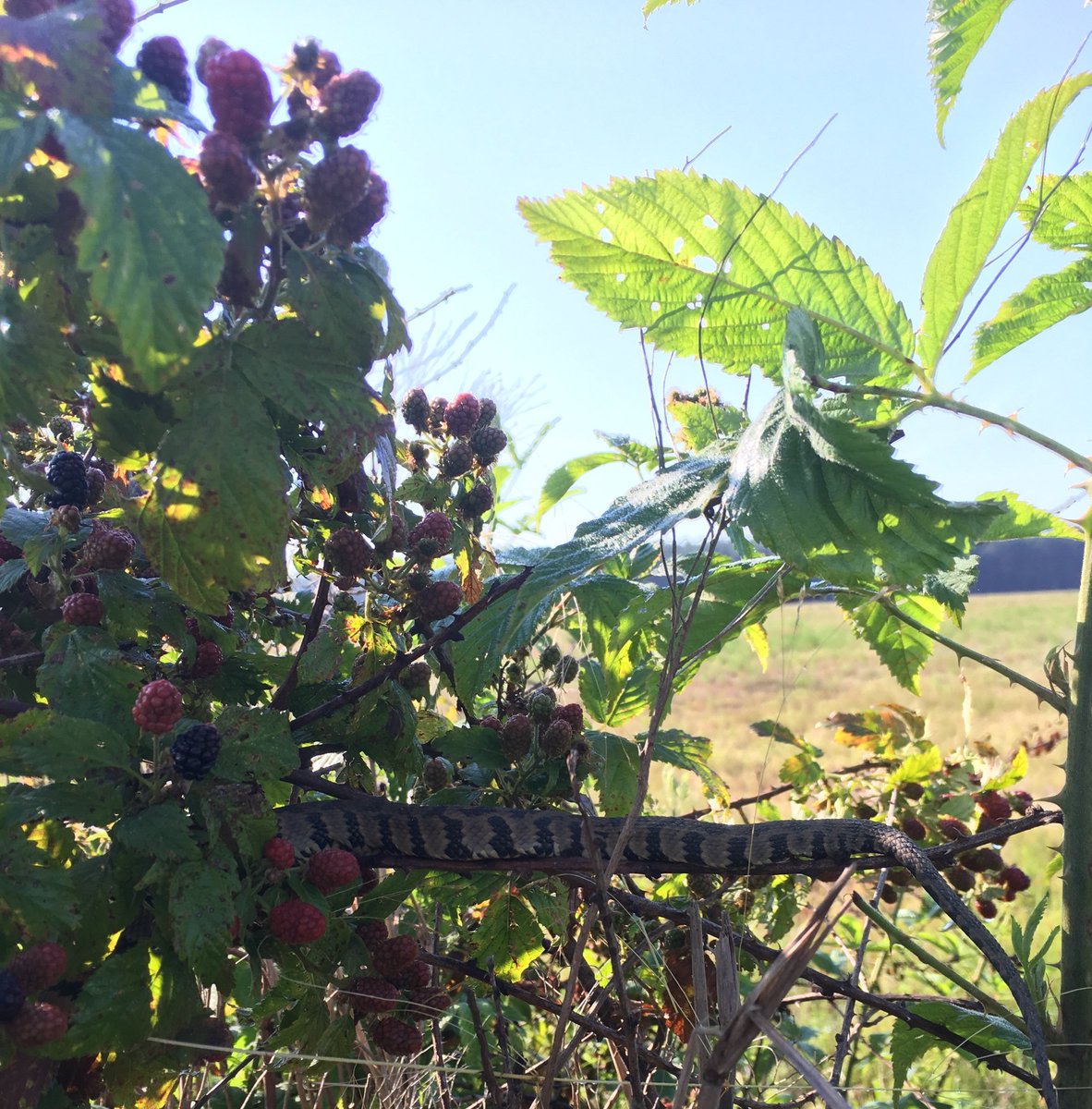 T5Cattle's tweet photo. I just wanted a blackberry.    I passed!! #ilethimhavetheblackberries #geewhiz #fightorflight https://t.co/097swKLePO