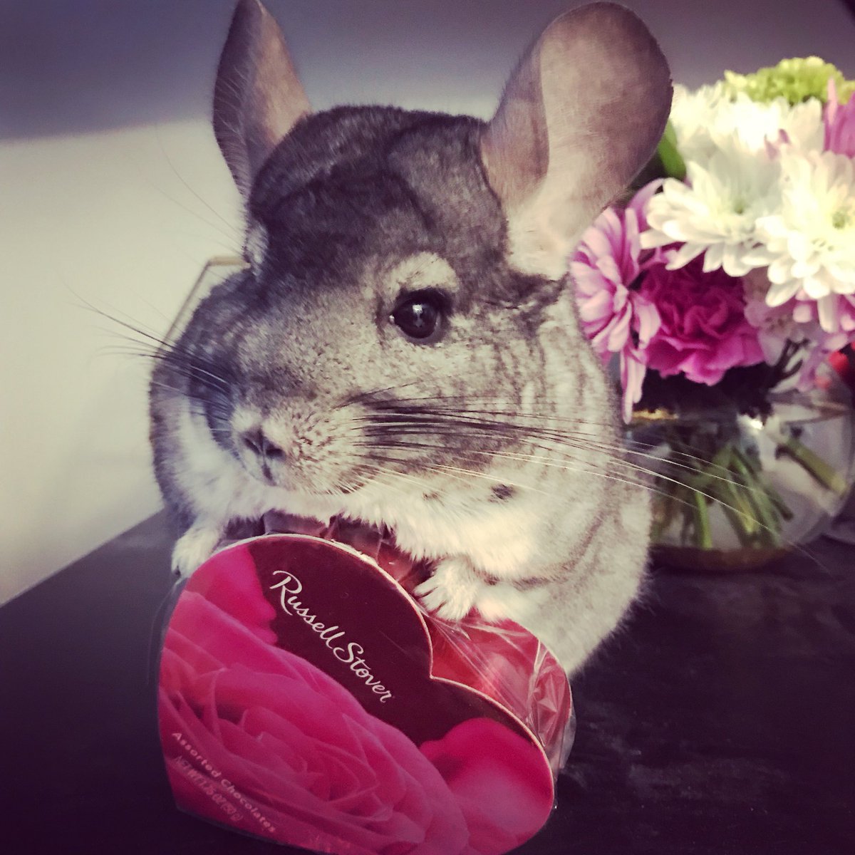 nlicitra's tweet image. Hi 👋 #nationJS this is my chinchilla Noki.