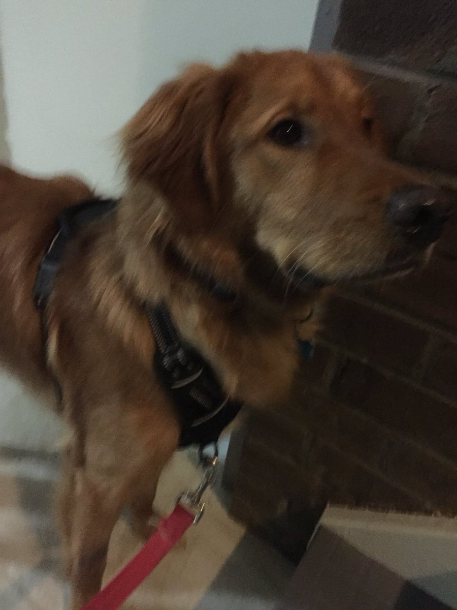 mcrowder65's tweet image. #nationjs pet pic. Charlie celebrating his birthday last Saturday!!