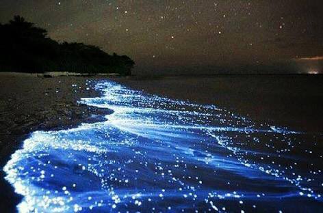 and maths.“Now look at the water.” Jin says, pointing at the waves breaking the surface. The waves are covered in blue twinkling lights that look like stars in the water. Jimin gasps at the beauty.“What is this?” He asks, unable to take his eyes off the beautiful waters.