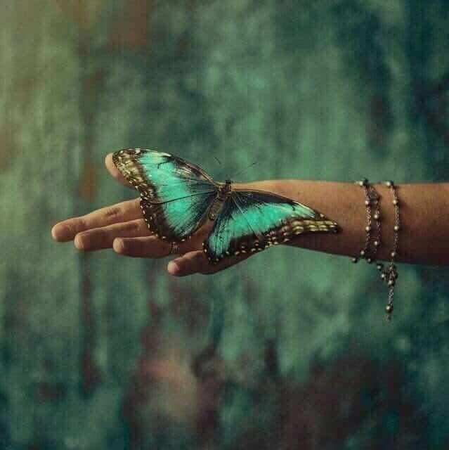 poonam__Singh1's tweet photo. इक तेरे लम्स की ख़ुशबू को पकड़ने के लिए

तितलियाँ हाथ से हम छोड़ दिया करते थे... https://t.co/XBbt8fpIAp