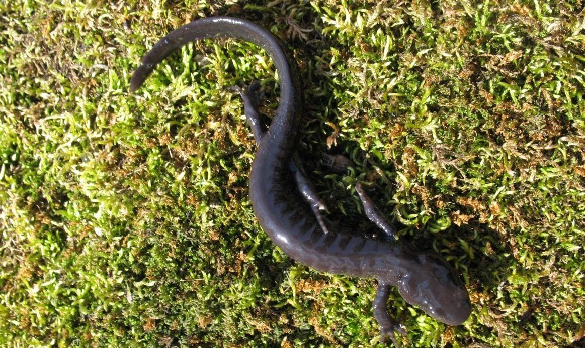 Why did the salamander cross the road? To get to the other side, of course. Learn more about the migration of the Jefferson Salamander and the closure of King Road in Burlington from Watershed Stewardship Coordinator, Kent Rundle, in the Grindstone: bit.ly/2rT1r88