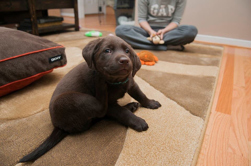 jaimetorres's tweet image. #nationjs