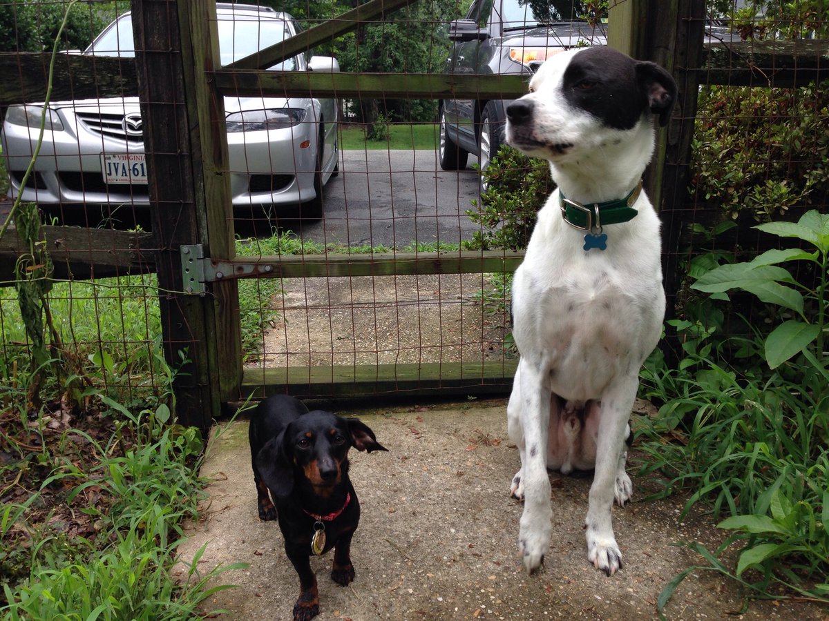 jaimetorres's tweet image. #nationjs