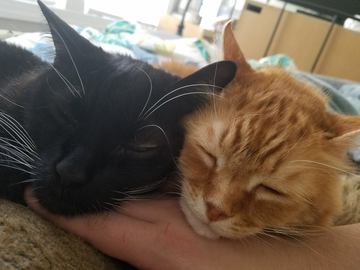 jessisdotcool's tweet image. #nationjs