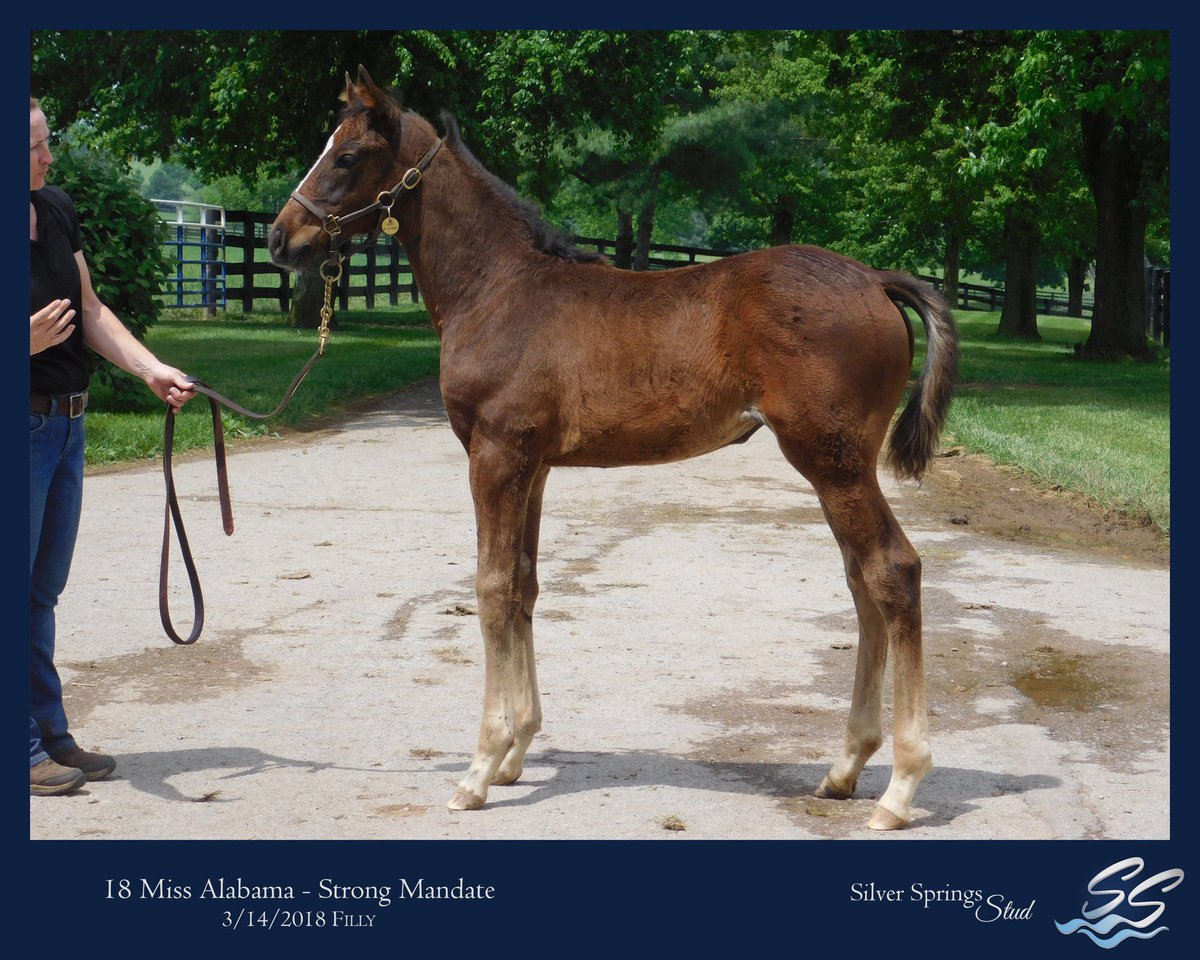 afranz8440's tweet photo. Very pleased with how this #StrongMandate filly is progressing! @gawilliamson @Three_Chimneys #RKBBred #fancyfilly https://t.co/Dgx4D0pLvc