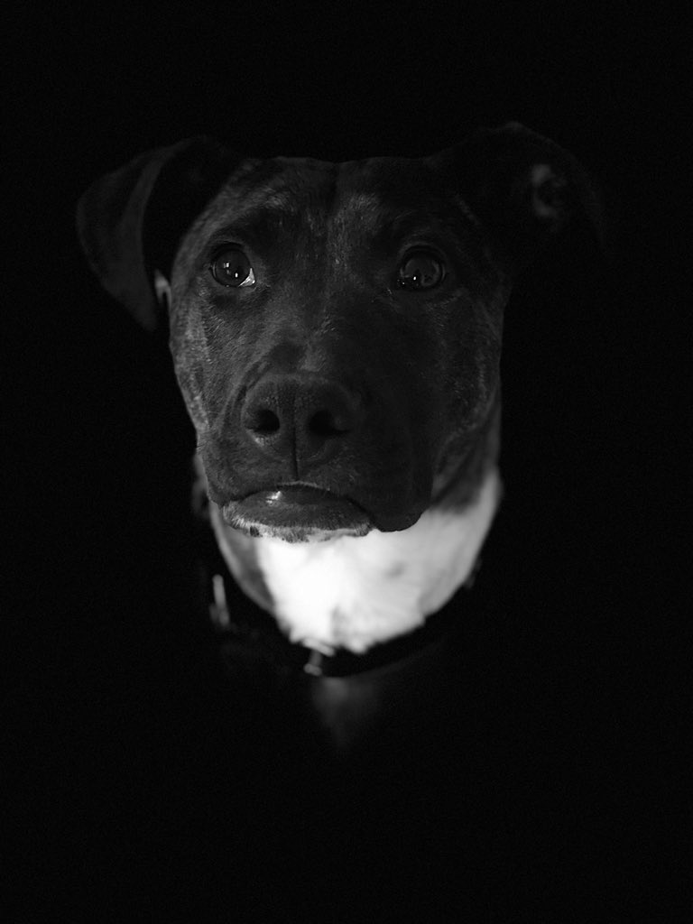 bolakchain's tweet image. #nationjs this is my dog Kendrick, in the likeness of his namesake, Kendrick Lamar