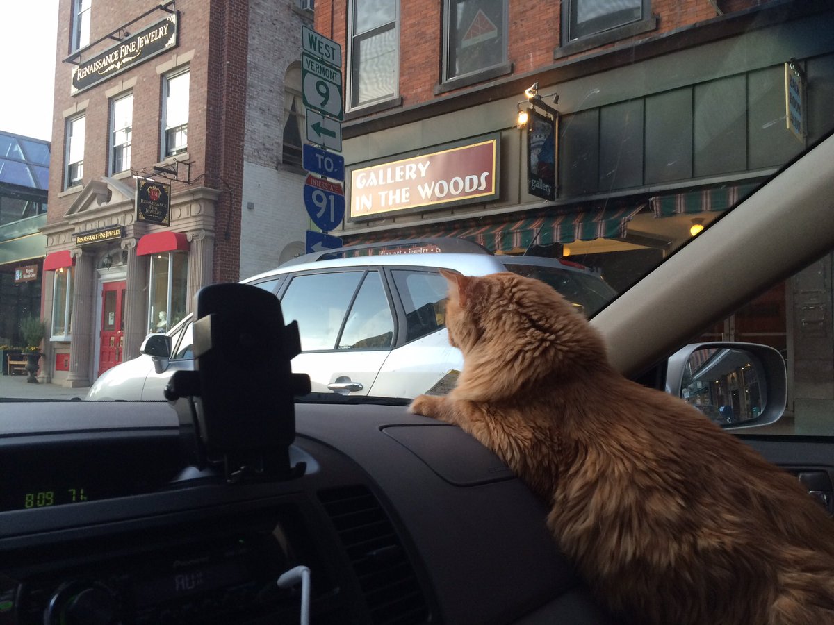 scampconcerts's tweet image. #NationJS My cat loves watching the scenery on car drives!