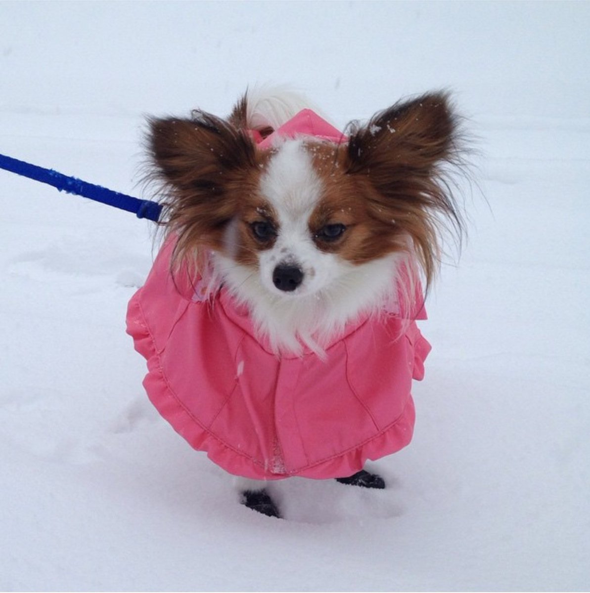 ellafang's tweet image. #nationjs