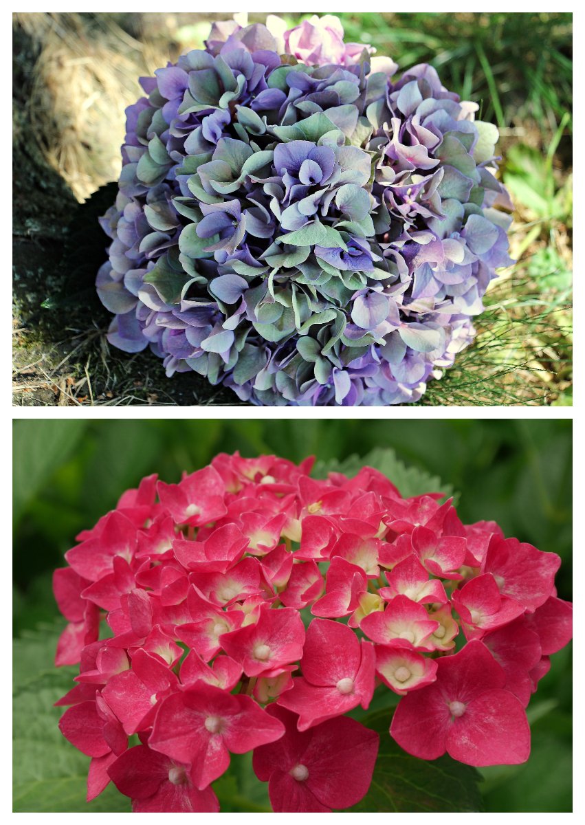 Our #flower for the #weekend:

The Hyrdangea!

With its shades of blue, pink or white, it's a sight to behold.
Did you also know that some of its flowers change #colours?

#FridayFeeling #gardening #nature #naturephotography