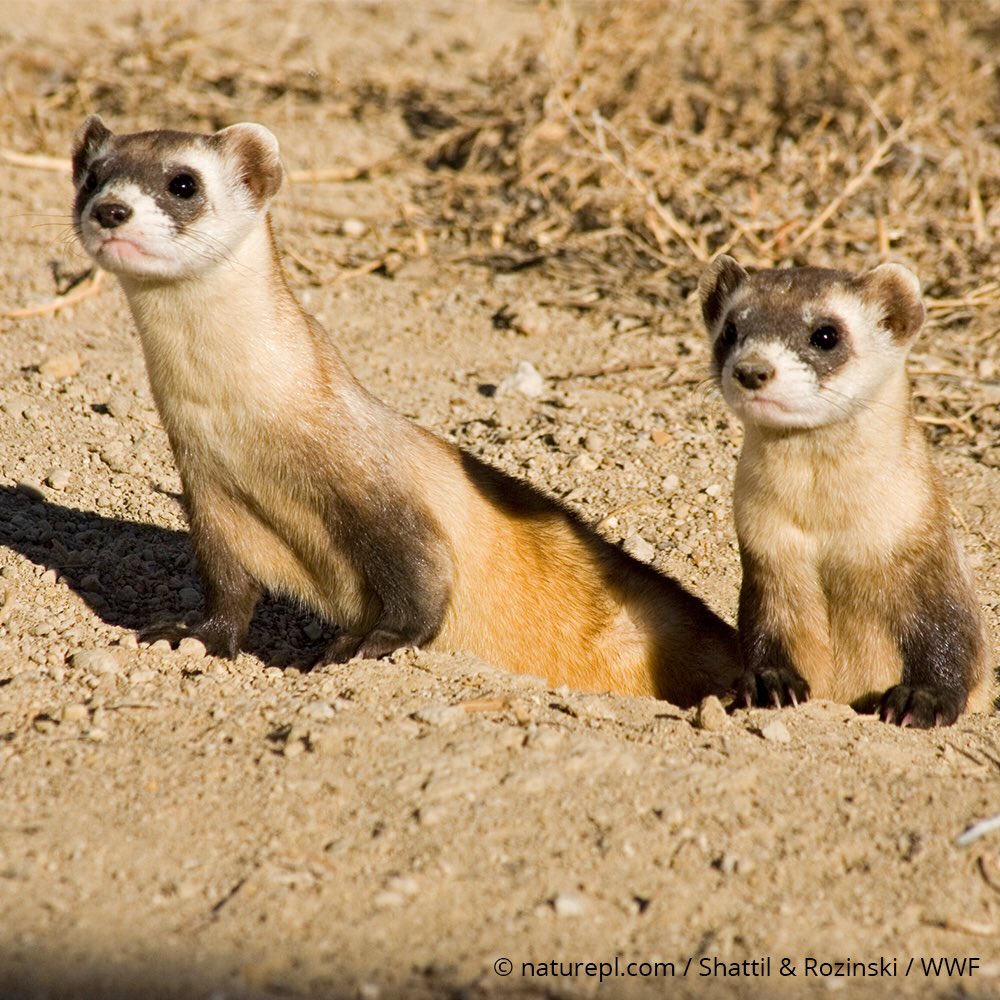 World_Wildlife's tweet photo. Together, we can conserve nature and reduce the most pressing threats to the diversity of life on Earth. #EndangeredSpeciesDay https://t.co/v85gSj24qh