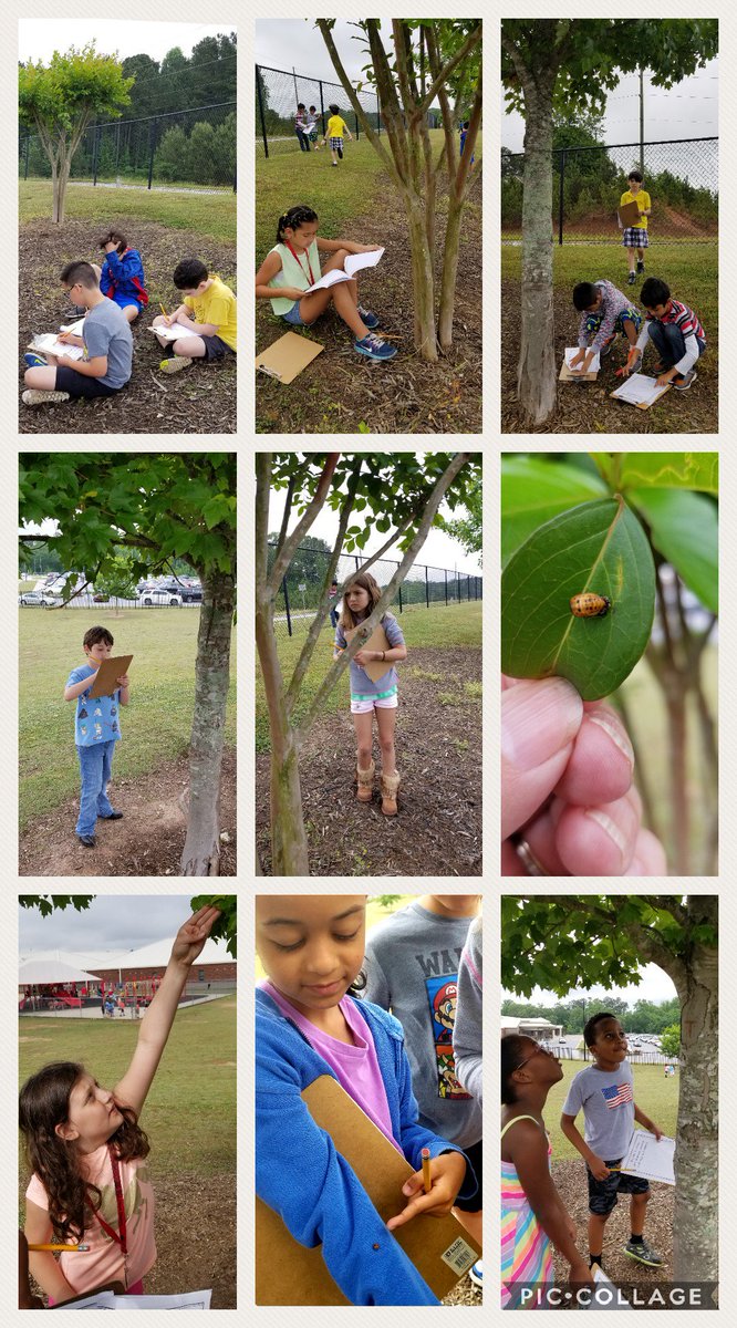 BuzzybeeKaren's tweet photo. Observing adopted trees for their last season as 2nd graders...we spotted ladybug pupa! @PBudBurst @2ndgrd_avenger @ClarkCreekSTEM #CCSDfam #lostladybugproject https://t.co/nWWB2EVgxT