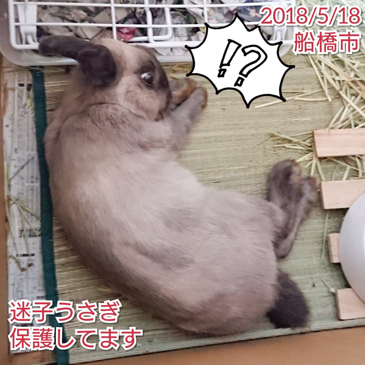 縄文ともん 船橋迷子うさぎ 保護3日目夜 一度横たわって寛いだら どんどんだらしなくなっていく保護兎様 気を抜いてる所を目撃されて気まずそうですが こちらはムフフ です 迷子うさぎ 迷いうさぎ うさぎ ウサギ 兎 脱走 行方不明 保護し