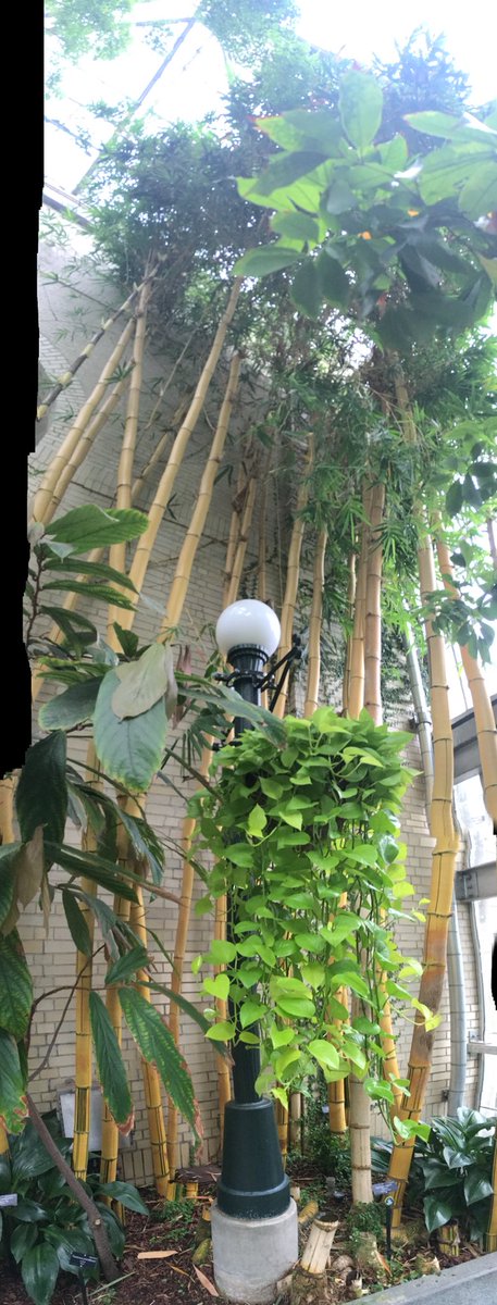 SpringerOGWA's tweet photo. US Botanic Garden continued. #ogwa2018 https://t.co/KGO8i44PvK