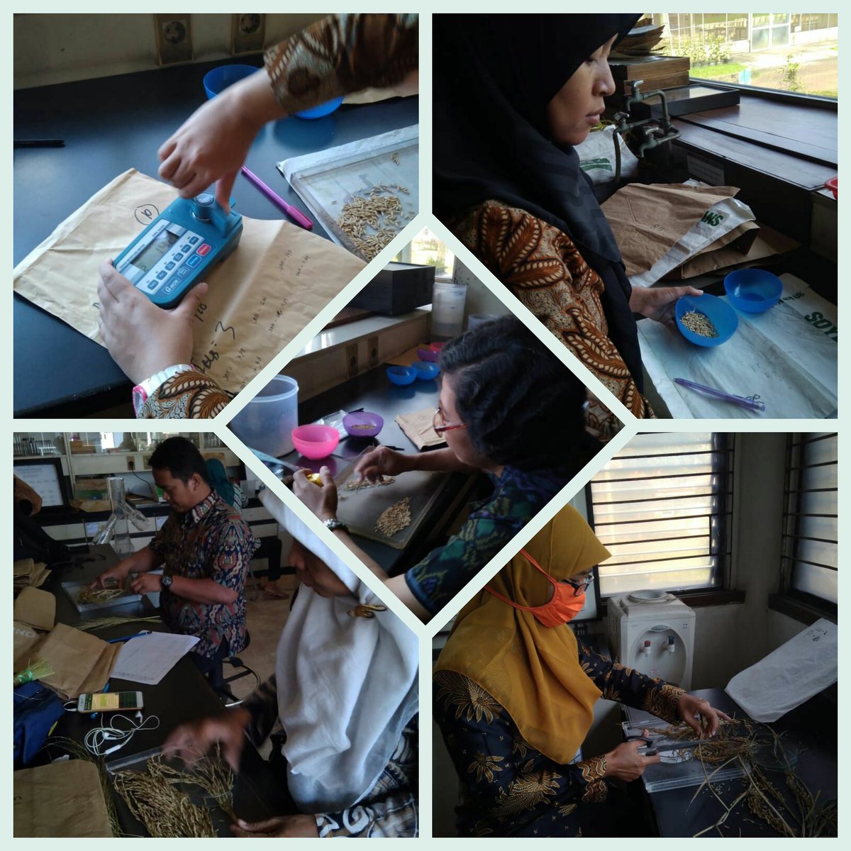 bbpopt's tweet photo. Pengamatan sampel panen dr berbagai kegiatan kajian kehilangan hasil akibat serangan OPT (Tikus, PBP, Virus KR/KH , BLB, dan Blas) di Laboratorium BBPOPT (18/5/2018) @ditlin_tp @Ditjen_TP_News @kementan https://t.co/JB9cfFmIpl