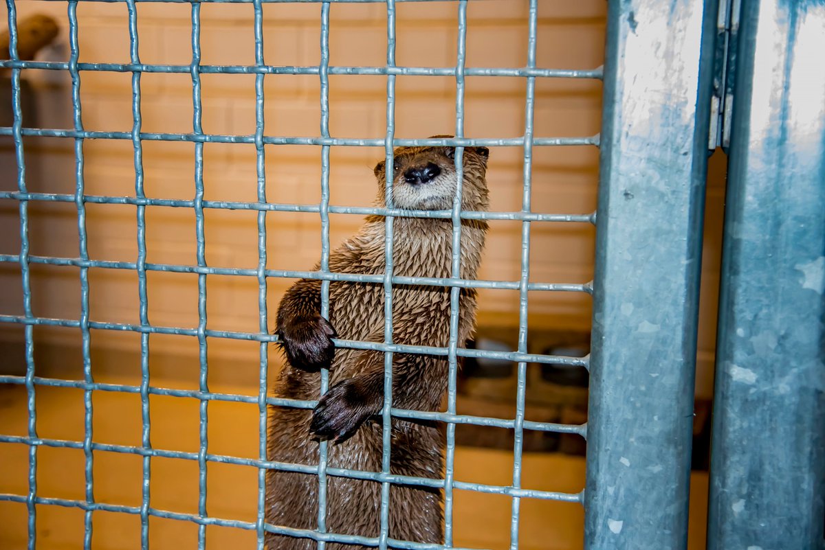 LaPatrii's tweet photo. Milwaukee cuteness alert:  "Otter Passage" outdoor habitat now open @MilwaukeeCoZoo brand-new West Entrance. North American River Otters Emerald, Clover &amp; Shamrock have pools, slide, &amp; land area for digging.  @visitmilwaukee #urbanadventure #mtjainMKE https://t.co/xuMnm0JVyk