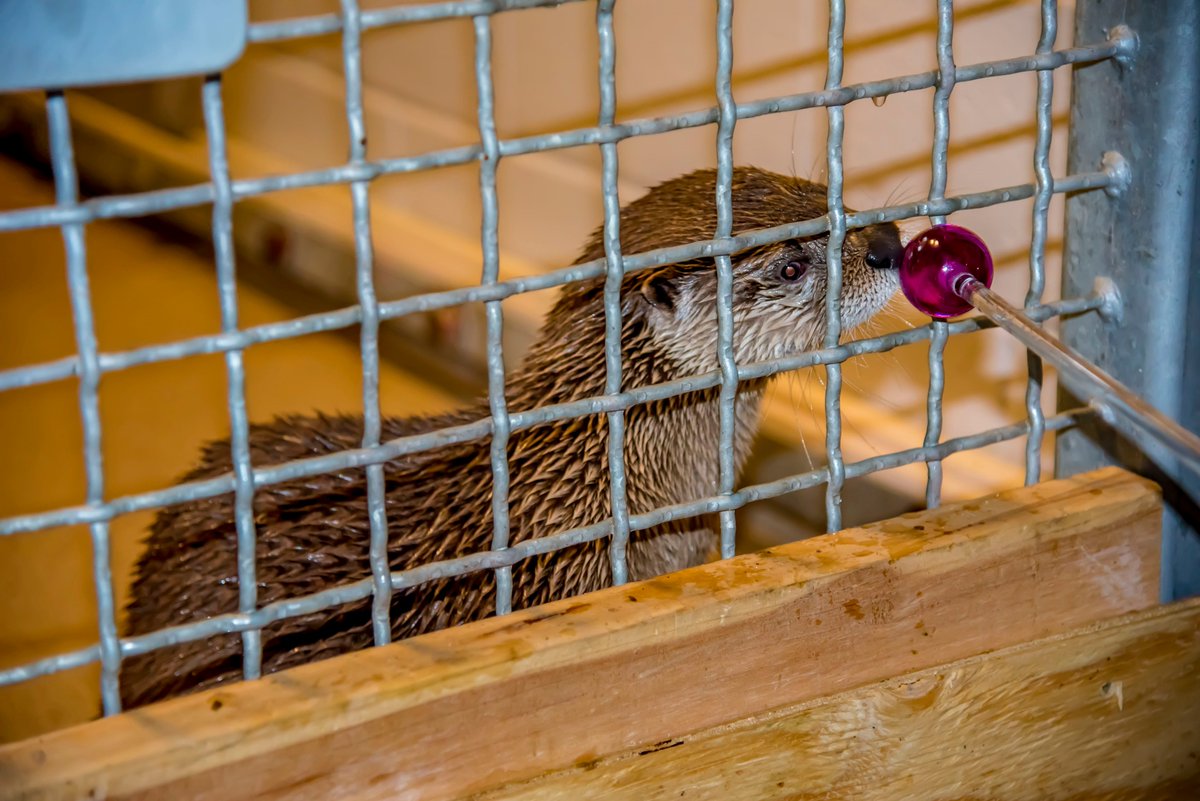 LaPatrii's tweet photo. Milwaukee cuteness alert:  "Otter Passage" outdoor habitat now open @MilwaukeeCoZoo brand-new West Entrance. North American River Otters Emerald, Clover &amp; Shamrock have pools, slide, &amp; land area for digging.  @visitmilwaukee #urbanadventure #mtjainMKE https://t.co/xuMnm0JVyk