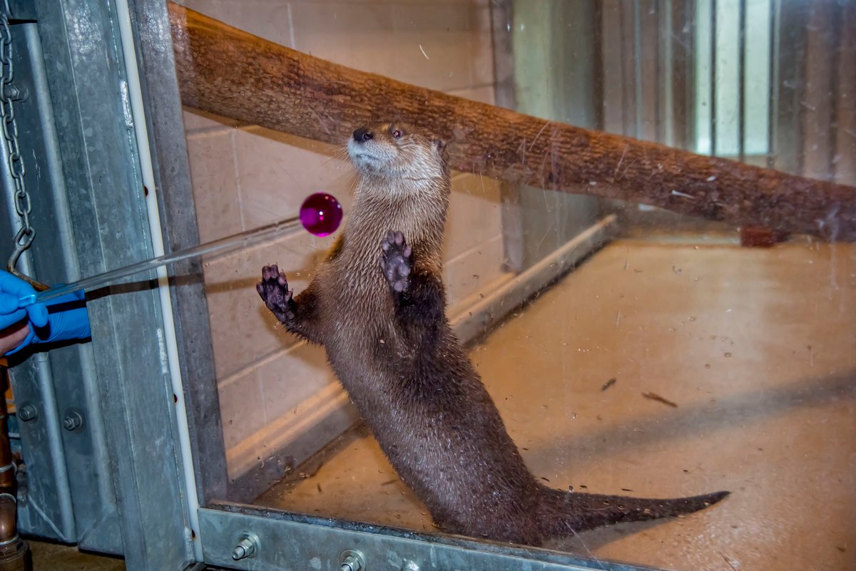 LaPatrii's tweet photo. Milwaukee cuteness alert:  "Otter Passage" outdoor habitat now open @MilwaukeeCoZoo brand-new West Entrance. North American River Otters Emerald, Clover &amp; Shamrock have pools, slide, &amp; land area for digging.  @visitmilwaukee #urbanadventure #mtjainMKE https://t.co/xuMnm0JVyk