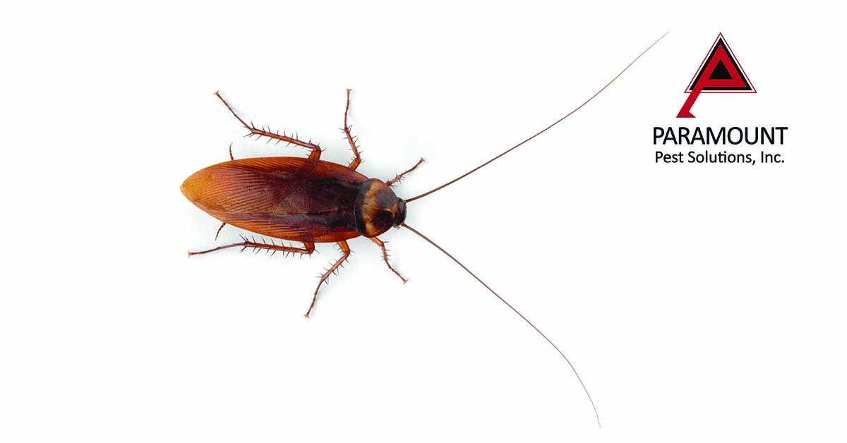 paramountpestok's tweet image. Invest in eliminating your pests. Call us at (405) 675-7757. #pestcontrol #okcpestcontrol #oklahoma #eliminatepests