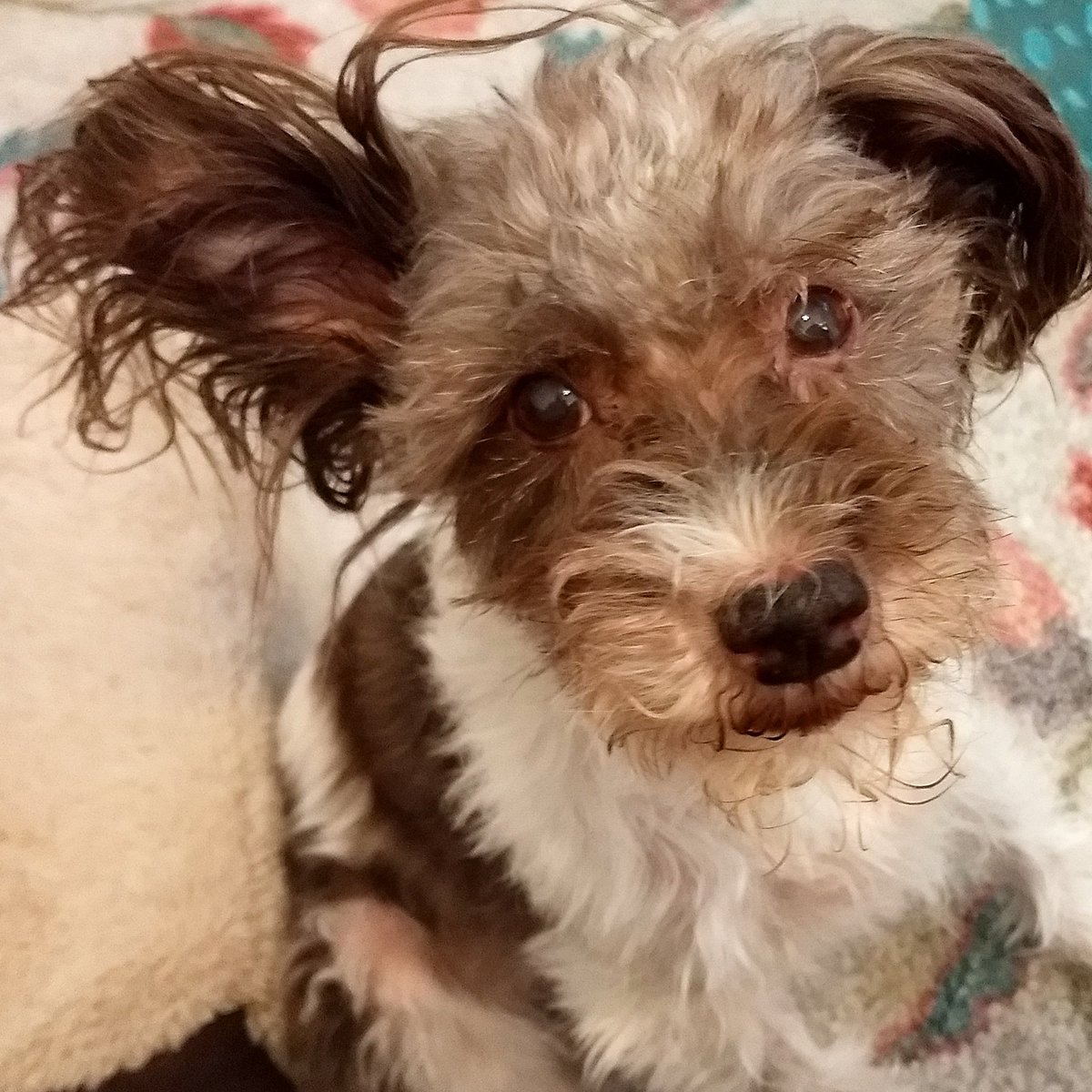 pixelblueeyes's tweet photo. @Yanni Truly, I only hear "Yanni," @Yanni. My dog ears are totally tuned in to the perfect pitch. Just because my Mommy @JennyLewisPixel has loved your music for decades & met with you twice way back when has nothing to do with it... I'm completely unbiased. π #YannyvsLaurel #TeamYanni https://t.co/z1eBuYa0Gx