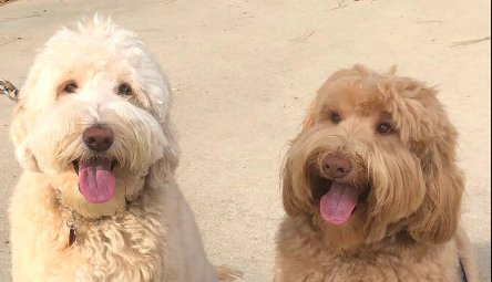 clickclickclick's tweet image. Dog is reunited with his long-lost brother after recognizing him on a walk trib.al/1RnKmwl