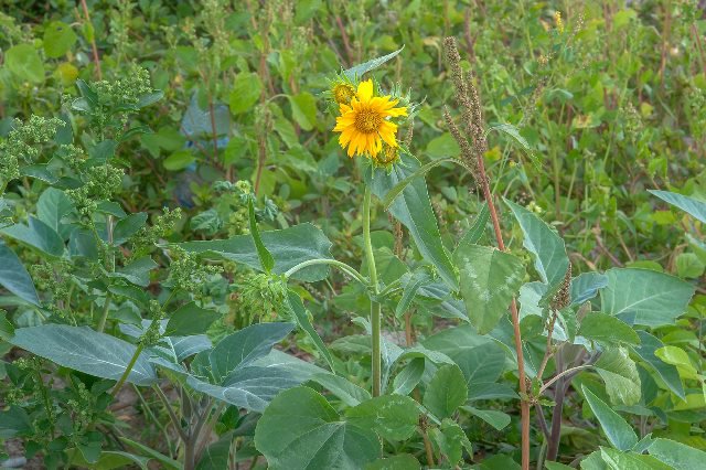 TX Gulf Coast Master Naturalist tweet media