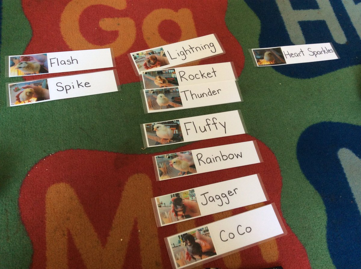 LisaDurepos's tweet photo. We are learning a lot from our chicks already! What a wonderful experience for the children! We found out that most of the names we voted on have two syllables too! @alcdsb_stms #chickens https://t.co/EVEybLsmsH