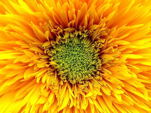 DailyDiscounts4's tweet photo. Sunshine yellow 🌞🍍#flowermagic #yellowmellow #summers #summerfun☀️ https://t.co/xPk7QK9avd