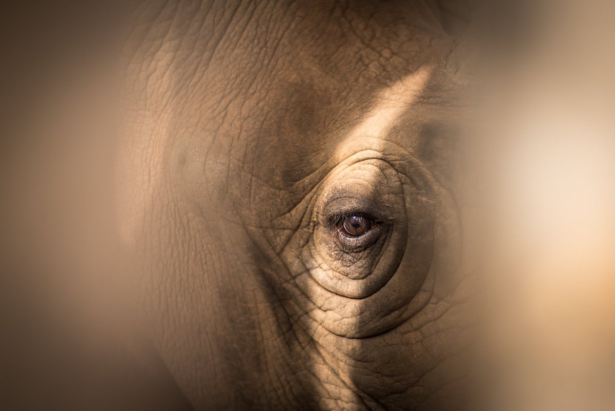 AfricanParks's tweet image. We’ve brought rhinos back to Majete in Malawi, @AkageraPark in Rwanda and Zakouma in Chad – and we’re not stopping. Help us turn the rhino from a symbol of extinction to one of hope and survival – donate today  african-parks.org/donate/rhinos-… #EndangeredSpeciesDay #savetherhino