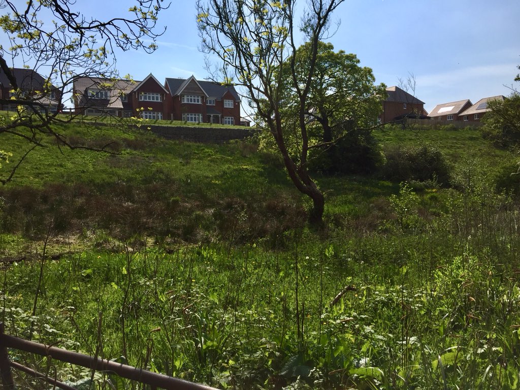 lawt_d's tweet image. Checking up on a #LocalWildlifeSite in Chorley Borough this afternoon - protected by conditions of the 2014 planning consent for the new housing above. #unprotectedsites @Lancswildlife