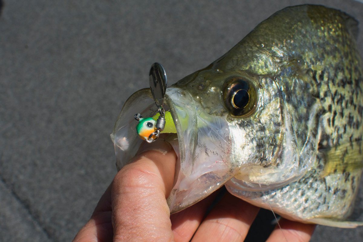 timallardtips's tweet photo. Crappie were all over this spin jig this week. Gotta love springtime crappie fishing. @OODMag #crappie https://t.co/wvjayw5Y5A