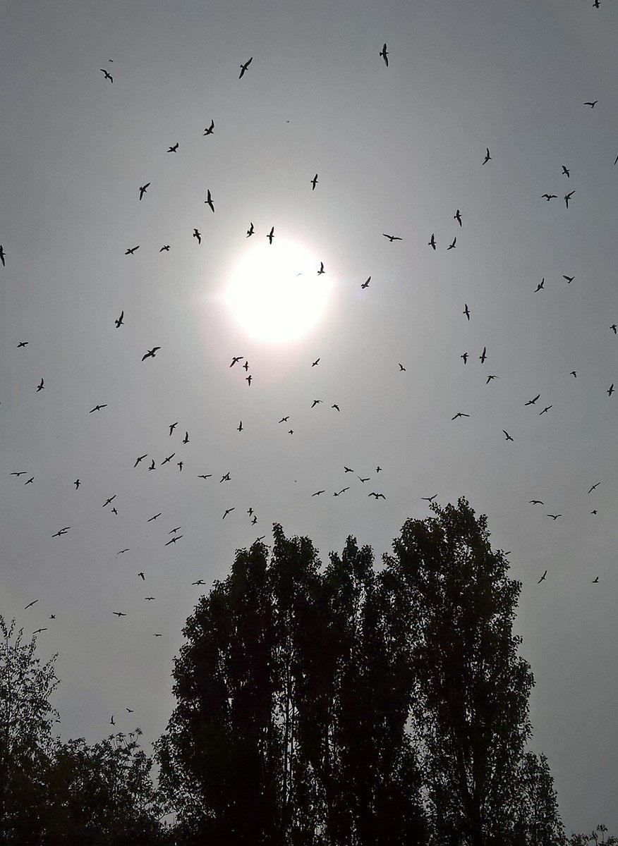 Spooky sky on my afternoon walk. Sky full of seagulls! #StormHour