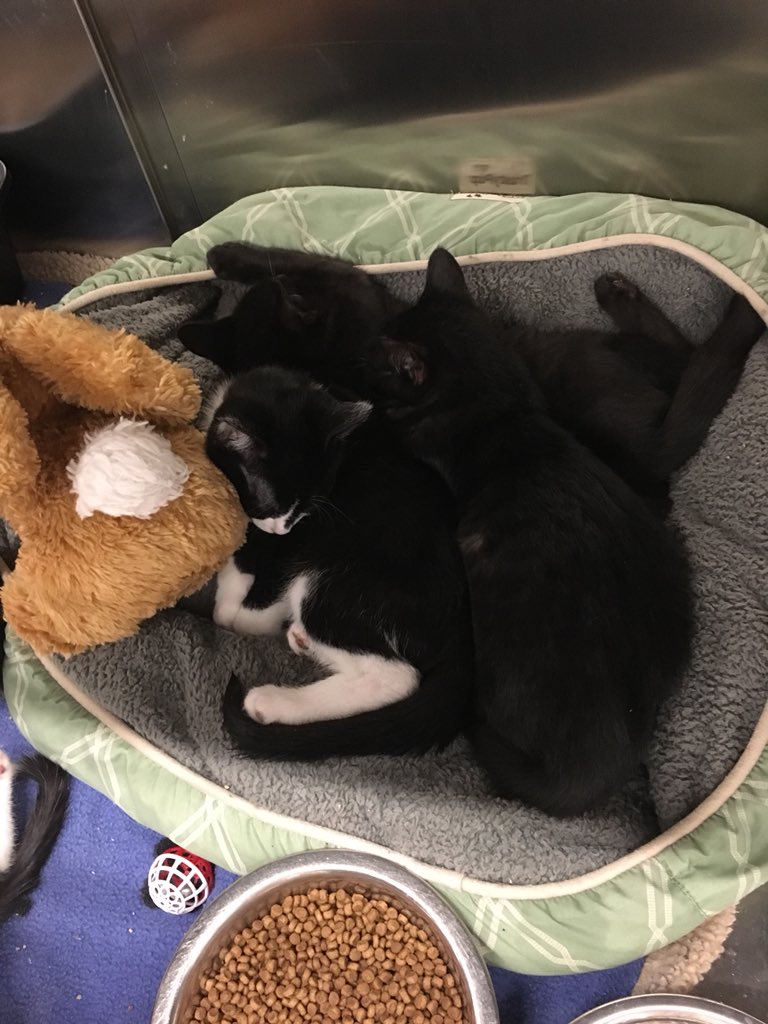 PetSmart Miramichi tweet media
